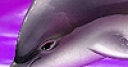 Jeu Purple ocean dolphins puzzle