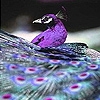 Jeu Purple peacock in the zoo slide puzzle en plein ecran