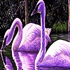 Jeu Purple swans in the lake puzzle en plein ecran