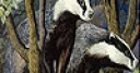 Jeu Raccoons in the forest slide puzzle