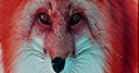Jeu Red forest fox slide puzzle