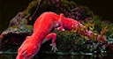 Jeu Red iguana on the island slide puzzle