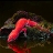Red iguana on the island slide puzzle