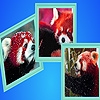 Jeu Red pandas in winter puzzle en plein ecran