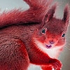 Jeu Red summer squirrels puzzle en plein ecran