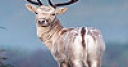Jeu Reindeer in the mountain slide puzzle