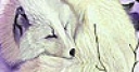 Jeu Sleepy white fox puzzle