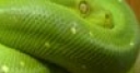 Jeu Snakes Hidden Images