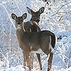 Jeu Snow and deers slide puzzle en plein ecran