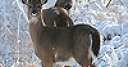 Jeu Snow and deers slide puzzle