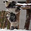 Jeu Snow and pandas slide puzzle en plein ecran