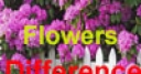Jeu Spot Difference – Flowers