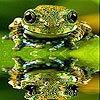Jeu Spotted sea  frog slide puzzle en plein ecran