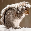 Jeu Squirrel in the snow slide puzzle en plein ecran