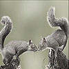 Jeu Squirrels in love slide puzzle en plein ecran