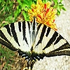 Jeu Striped butterfly slide puzzle en plein ecran