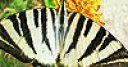 Jeu Striped butterfly slide puzzle
