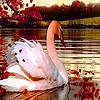 Jeu Swan in the autumn puzzle en plein ecran