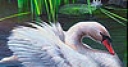 Jeu Swan in the reed slide puzzle
