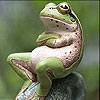 Jeu Sweet green frog slide puzzle en plein ecran