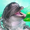 Jeu Sweet ocean dolphins puzzle en plein ecran