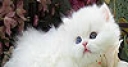 Jeu Sweet white cat slide puzzle