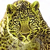Jeu The nature leopards puzzle en plein ecran