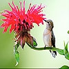 Jeu The tiny bird and flower slide puzzle en plein ecran