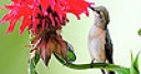 Jeu The tiny bird and flower slide puzzle