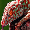 Jeu Thirsty red gecko puzzle en plein ecran
