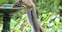 Jeu Thirsty squirrel puzzle