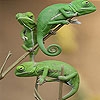 Jeu Three chameleon in the tree slide puzzle en plein ecran