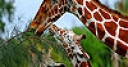 Jeu Three hungry  giraffe slide puzzle
