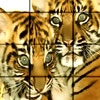Jeu Tiger Brothers Puzzle en plein ecran