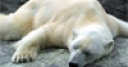 Jeu Tired Polar Bear‏