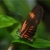 Tropical Butterfly Jigsaw
