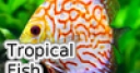 Jeu Tropical Fish Jigsaw Tournament