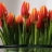 Tulips Jigsaw