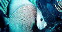 Jeu Turquoise ocean fish puzzle