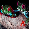Jeu Two brave frogs puzzle en plein ecran