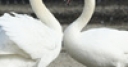 Jeu Valentine Swans
