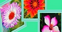 Jeu Various garden flowers puzzle