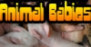 Jeu Video Puzzle: Animal Babies