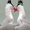 Jeu Water birds in love puzzle en plein ecran