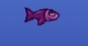 Jeu WESTLY THE FISH