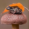 Jeu Wet frog and mushroom slide puzzle en plein ecran