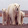 Jeu White bears family slide puzzle en plein ecran
