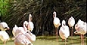Jeu White flamingos slide puzzle