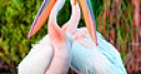 Jeu White pelicans in river puzzle