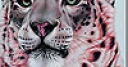 Jeu White tiger in woods slide puzzle
